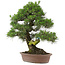 Pinus thunbergii, 66 cm, ± 25 jaar oud