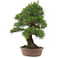 Pinus thunbergii, 66 cm, ± 25 jaar oud