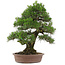 Pinus thunbergii, 66 cm, ± 25 anni
