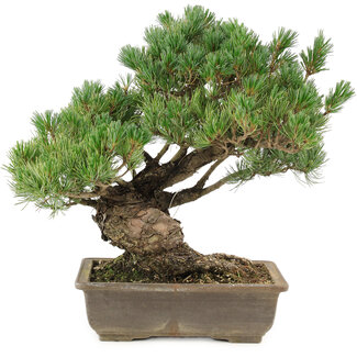Pinus parviflora, 35 cm, ± 25 anni