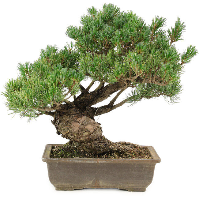 Pinus parviflora, 35 cm, ± 25 jaar oud