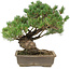 Pinus parviflora, 35 cm, ± 25 jaar oud