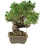 Pinus parviflora, 35 cm, ± 25 years old