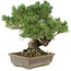 Pinus parviflora, 35 cm, ± 25 years old