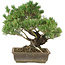 Pinus parviflora, 35 cm, ± 25 jaar oud