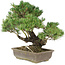 Pinus parviflora, 35 cm, ± 25 jaar oud