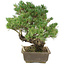 Pinus parviflora, 35 cm, ± 25 jaar oud