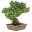 Pinus parviflora, 35 cm, ± 25 jaar oud