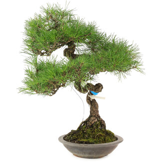 Pinus thunbergii, 42 cm, ± 25 jaar oud