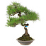 Pinus thunbergii, 42 cm, ± 25 años