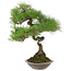 Pinus thunbergii, 42 cm, ± 25 jaar oud