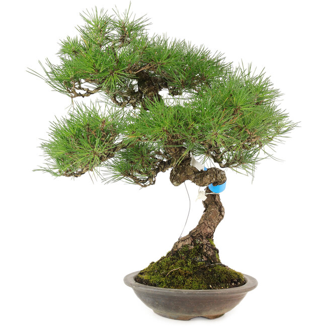 Pinus thunbergii, 42 cm, ± 25 años