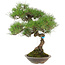 Pinus thunbergii, 42 cm, ± 25 anni