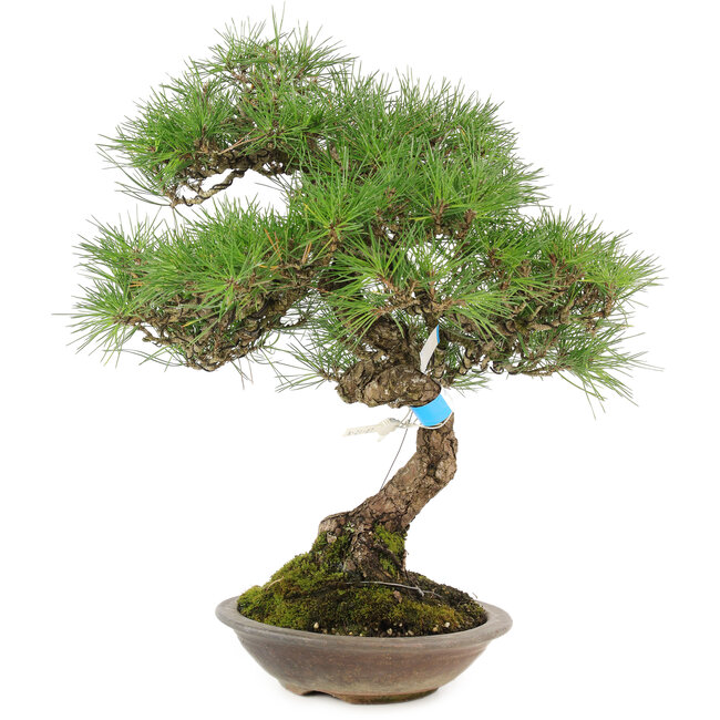 Pinus thunbergii, 42 cm, ± 25 años