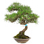 Pinus thunbergii, 42 cm, ± 25 jaar oud