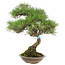 Pinus thunbergii, 42 cm, ± 25 years old