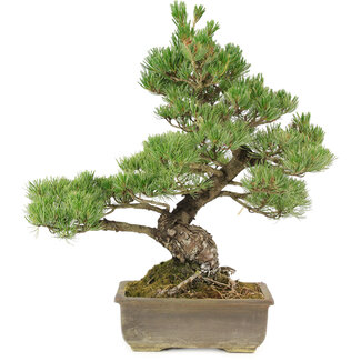 Pinus parviflora, 43 cm, ± 25 Jahre alt