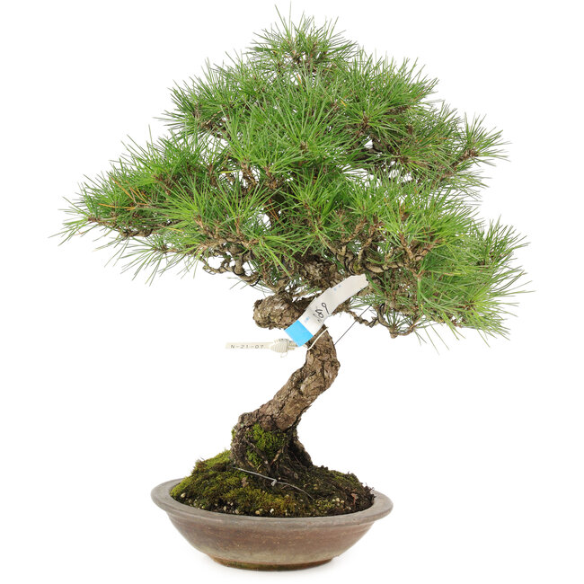 Pinus thunbergii, 42 cm, ± 25 años