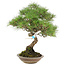 Pinus thunbergii, 42 cm, ± 25 jaar oud