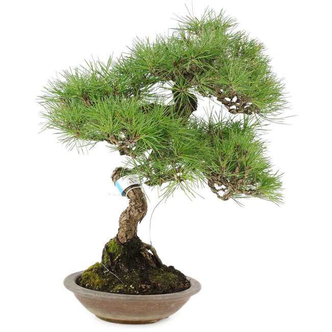 Pinus thunbergii, 42 cm, ± 25 ans