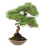 Pinus thunbergii, 42 cm, ± 25 years old