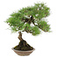 Pinus thunbergii, 42 cm, ± 25 ans