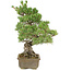 Pinus parviflora, 43 cm, ± 25 years old