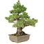 Pinus parviflora, 43 cm, ± 25 ans