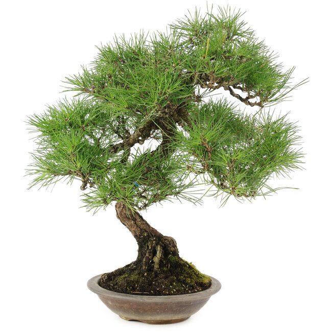 Pinus thunbergii, 42 cm, ± 25 ans