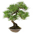 Pinus thunbergii, 42 cm, ± 25 jaar oud