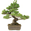 Pinus parviflora, 43 cm, ± 25 ans
