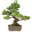 Pinus parviflora, 43 cm, ± 25 years old