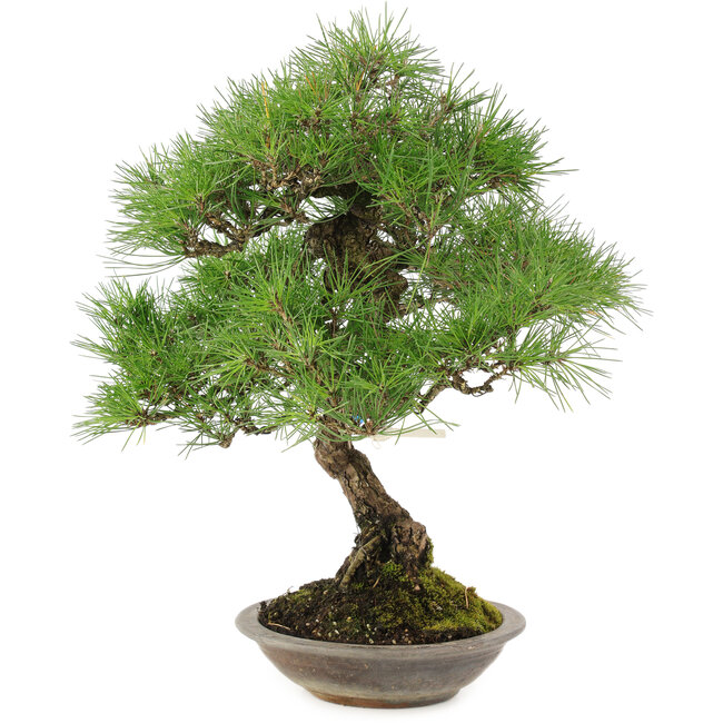 Pinus thunbergii, 42 cm, ± 25 ans