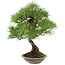 Pinus thunbergii, 42 cm, ± 25 años