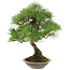 Pinus thunbergii, 42 cm, ± 25 jaar oud