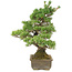 Pinus parviflora, 43 cm, ± 25 anni