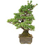 Pinus parviflora, 43 cm, ± 25 jaar oud