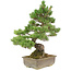 Pinus parviflora, 43 cm, ± 25 anni