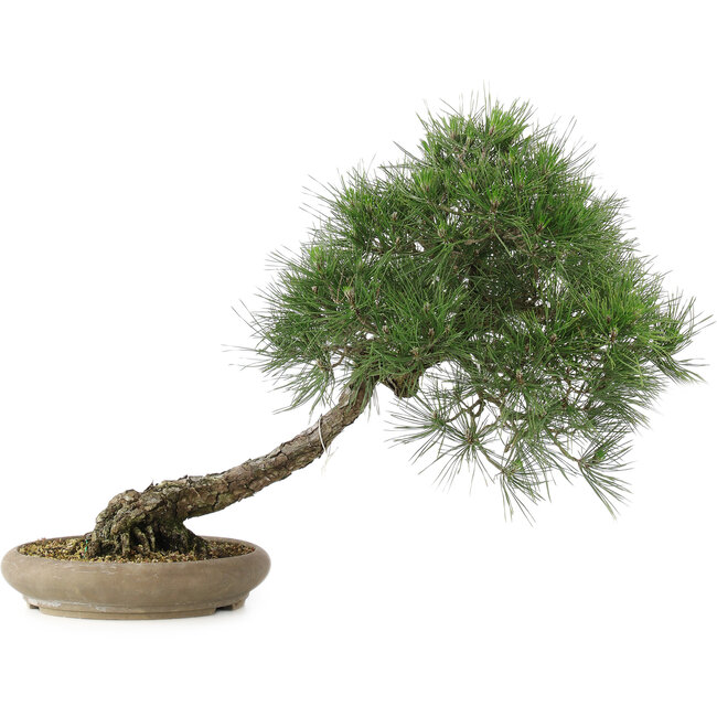 Pinus thunbergii, 52 cm, ± 25 anni