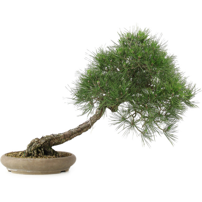 Pinus thunbergii, 52 cm, ± 25 jaar oud