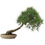 Pinus thunbergii, 52 cm, ± 25 años