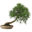 Pinus thunbergii, 52 cm, ± 25 jaar oud