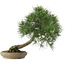 Pinus thunbergii, 52 cm, ± 25 years old