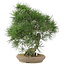 Pinus thunbergii, 52 cm, ± 25 jaar oud