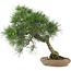 Pinus thunbergii, 52 cm, ± 25 jaar oud