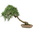 Pinus thunbergii, 52 cm, ± 25 jaar oud