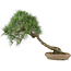 Pinus thunbergii, 52 cm, ± 25 years old