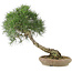 Pinus thunbergii, 52 cm, ± 25 anni