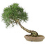 Pinus thunbergii, 52 cm, ± 25 años