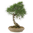 Pinus thunbergii, 52 cm, ± 25 jaar oud